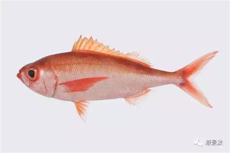 紅魚種類